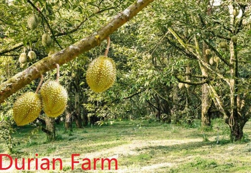 Bentong Durian