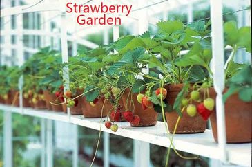 JALAN BESAR TANAH RATA - BRINCHANG