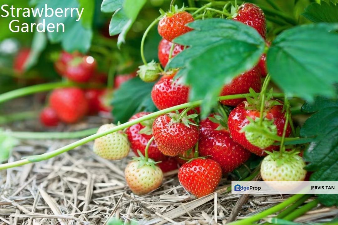 Jalan Besar Tanah Rata-Brinchang, Cameron Highlands Commercial Land For Sale, Pahang, Brinchang