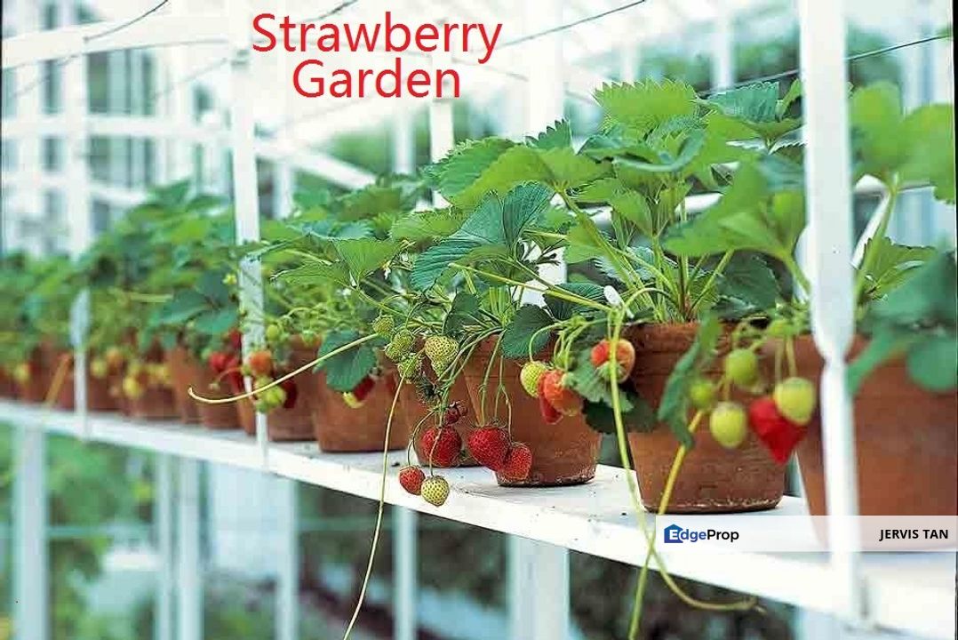 Jalan Besar Tanah Rata-Brinchang, Cameron Highlands Commercial Land For Sale, Pahang, Brinchang