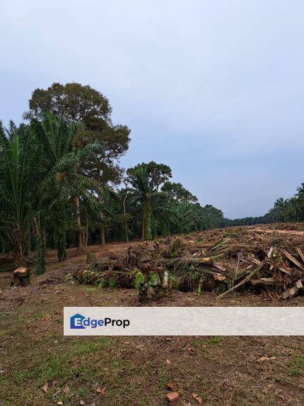 Freehold Durian Agriculture Land For Sale , Johor, Pontian