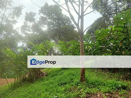 Tanah Kebun dan Musang King Hulu Langat, Selangor, Hulu Langat