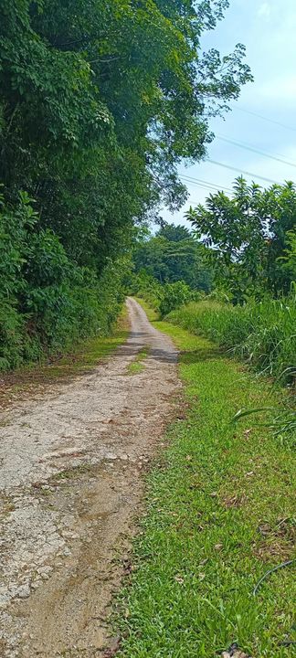 2 unit Bungalow Lots in  Dengkil For Sale, Selangor, Dengkil