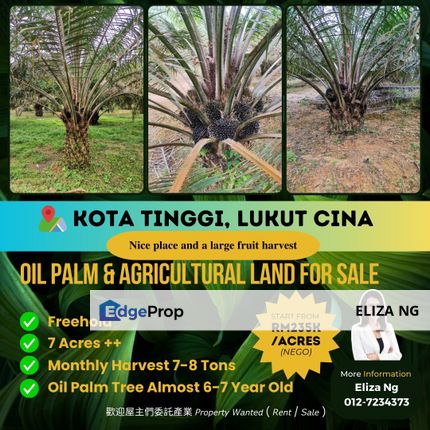 Kota Tinggi Lukut Cina 7 acres oil palm plantation agricultural land for sale, Johor, Kota Tinggi