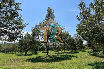 Agriculture Land 36 acres Durian Farm (Musang King & Black Thorn) For Sale, Jasin, Melaka