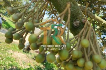 Agriculture Land 36 acres Durian Farm (Musang King & Black Thorn) For Sale, Jasin, Melaka