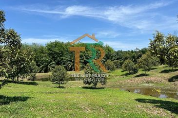 Agriculture Land 36 acres Durian Farm (Musang King & Black Thorn) For Sale, Jasin, Melaka