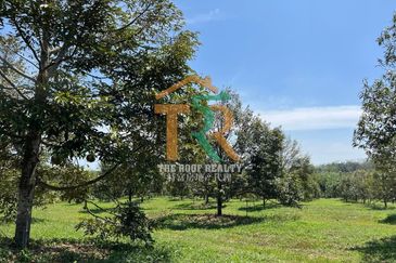 Agriculture Land 36 acres Durian Farm (Musang King & Black Thorn) For Sale, Jasin, Melaka