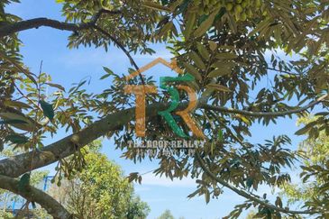 Agriculture Land 36 acres Durian Farm (Musang King & Black Thorn) For Sale, Jasin, Melaka