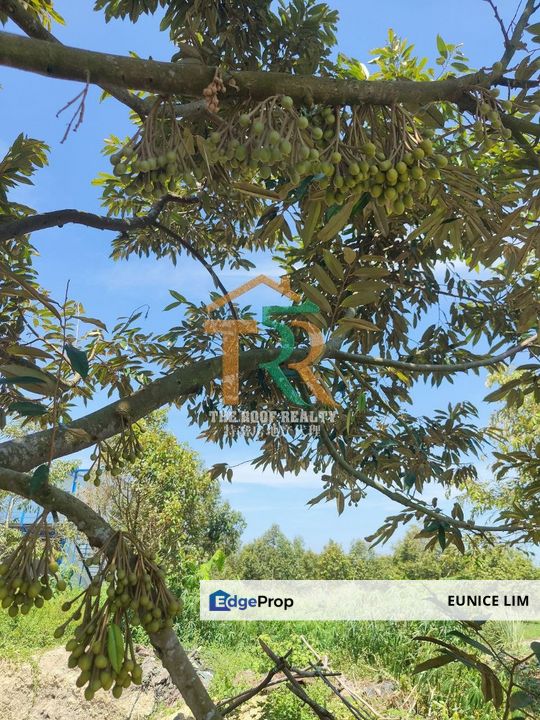 Agriculture Land 36 acres Durian Farm (Musang King & Black Thorn) For Sale, Jasin, Melaka, Melaka, Jasin