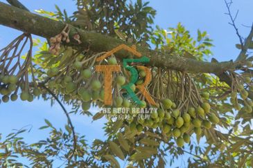 Agriculture Land 36 acres Durian Farm (Musang King & Black Thorn) For Sale, Jasin, Melaka