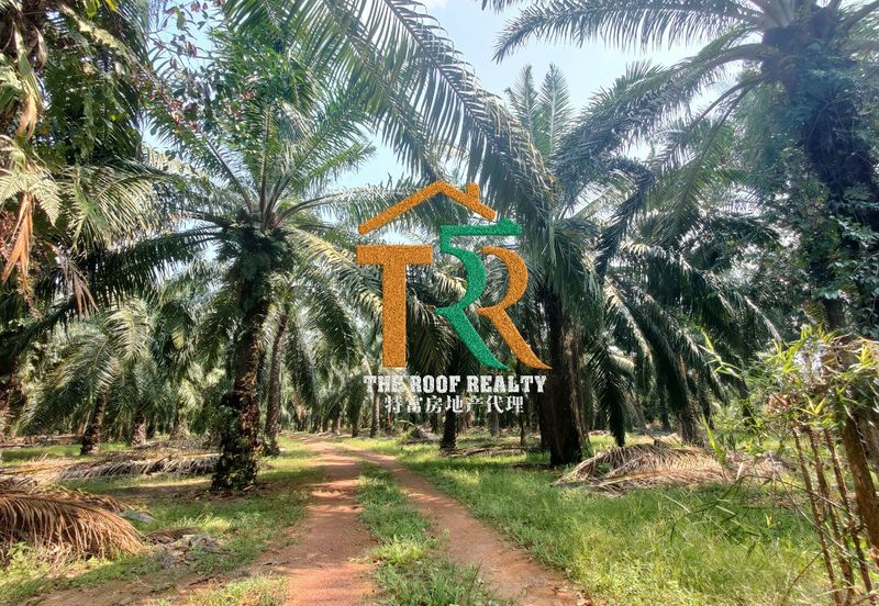 Oil Palm Land @ Labis