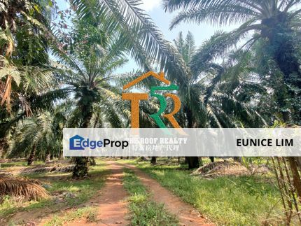 Agriculture Land, Oil Palm Land For Sale, Bukit Pasir, Muar, Johor, Bukit Pasir