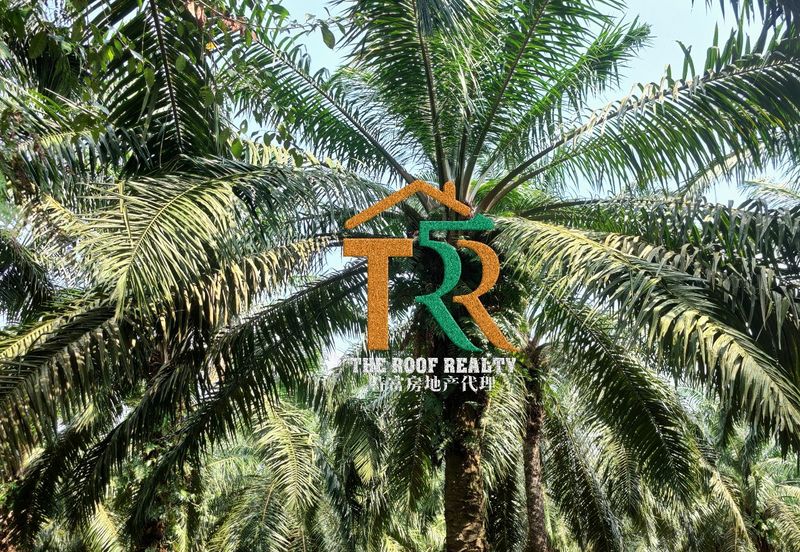 Oil Palm Land @ Labis