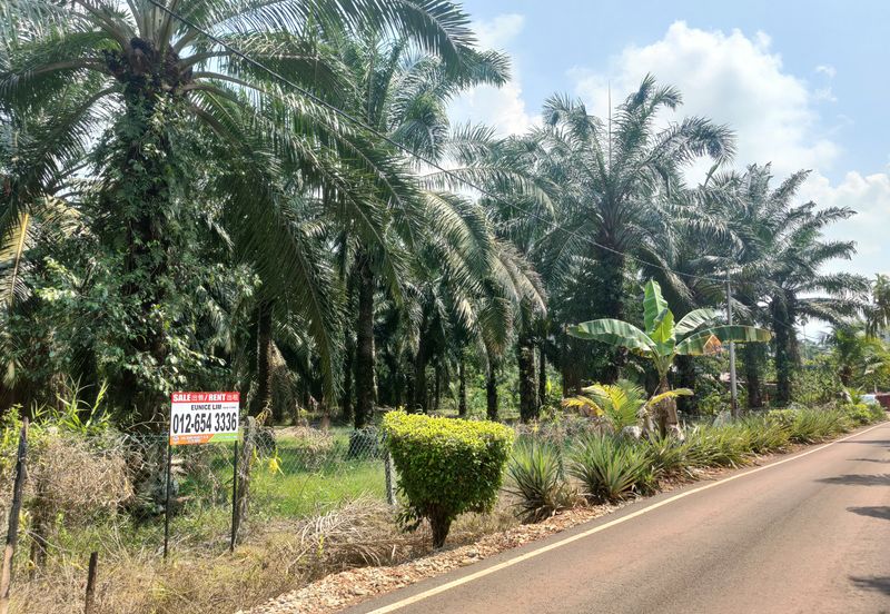 Oil Palm Land @ Labis