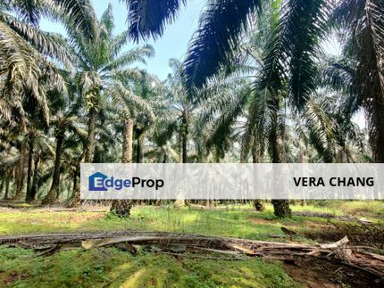 Kulai 9 acres Agricultural Land For Sale, Johor, Kulai