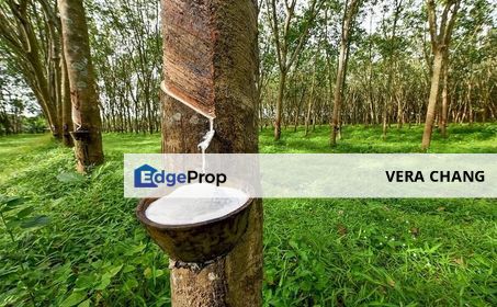 Kulai Rubber Tree Agricultural Land For Sale, Johor, Kulai