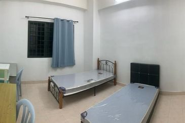 Evergreen Park Scot Pine