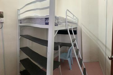 Evergreen Park Scot Pine