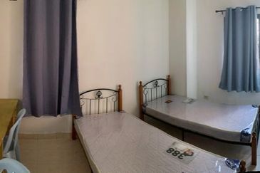 Evergreen Park Scot Pine