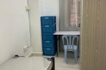 Evergreen Park Scot Pine