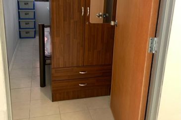 Evergreen Park Scot Pine