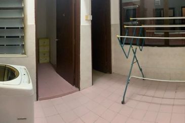 Evergreen Park Scot Pine