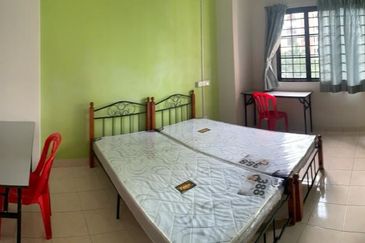 Evergreen Park Scot Pine