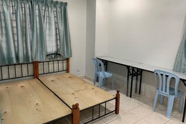 Evergreen Park Scot Pine