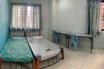 Evergreen Park Scot Pine