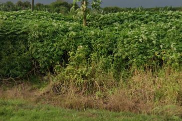 Rawang Integrated Industrial Parks