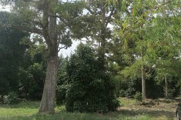 AGRICULTURE LAND  FOR SALE PARIT AMAL, MUAR, JOHOR - NON BUMI