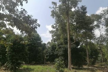 AGRICULTURE LAND  FOR SALE PARIT AMAL, MUAR, JOHOR - NON BUMI