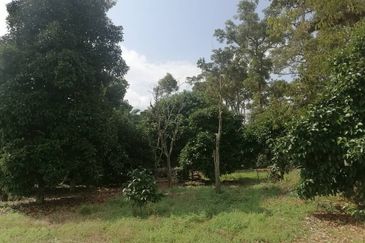 AGRICULTURE LAND  FOR SALE PARIT AMAL, MUAR, JOHOR - NON BUMI