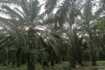 PARIT BAKAR MUAR AGRICULTURE LAND FOR SALE