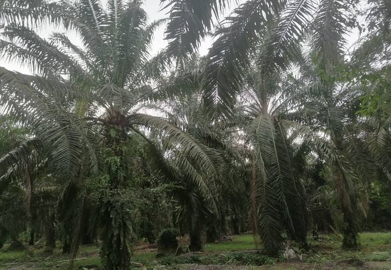 PARIT BAKAR MUAR AGRICULTURE LAND FOR SALE