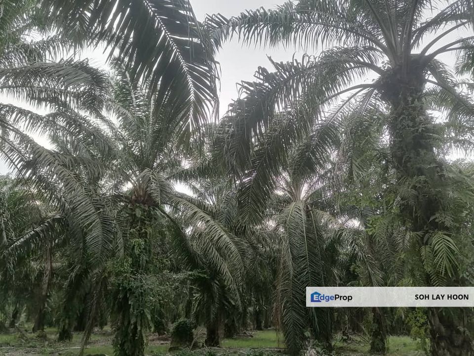 PARIT BAKAR MUAR AGRICULTURE LAND FOR SALE, Johor, Muar