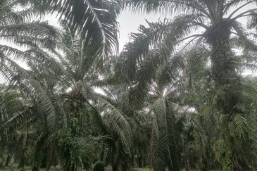 PARIT BAKAR MUAR AGRICULTURE LAND FOR SALE