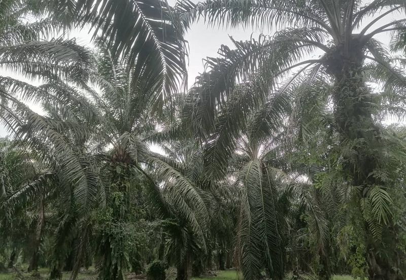 PARIT BAKAR MUAR AGRICULTURE LAND FOR SALE