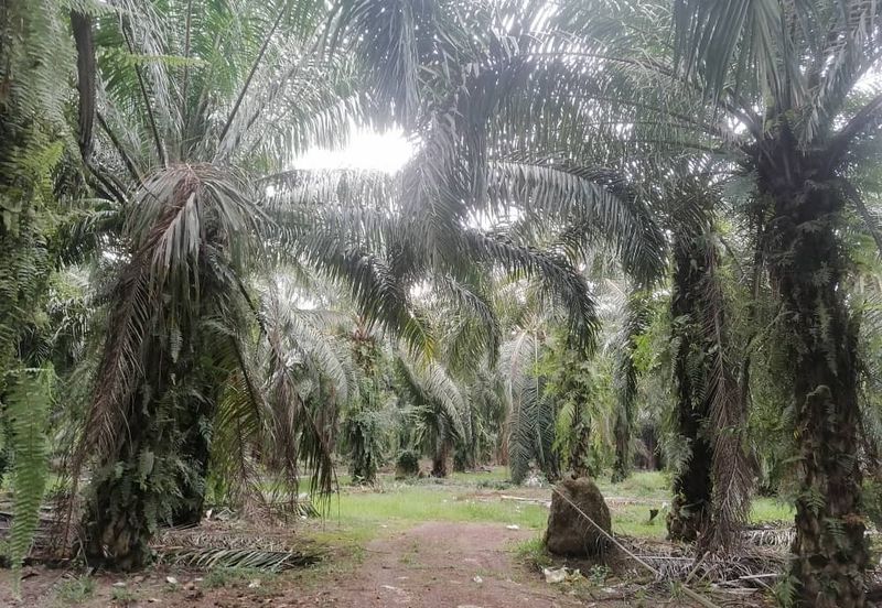 PARIT BAKAR MUAR AGRICULTURE LAND FOR SALE