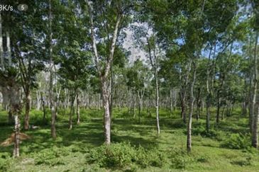 LANGKAWI LAND FOR SALE, BANDAR KUAH, KISAP