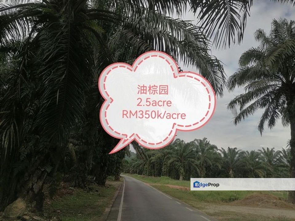 Agricultural land, Johor, Muar