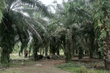 AGRICULTURE LAND FOR SALE PARIT NIPAH, PARIT JAWA MUAR 