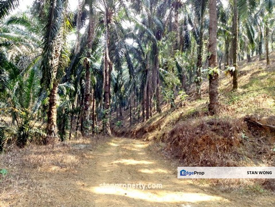 Karak Town Oil Palm Plantation For Sale, Pahang, Karak
