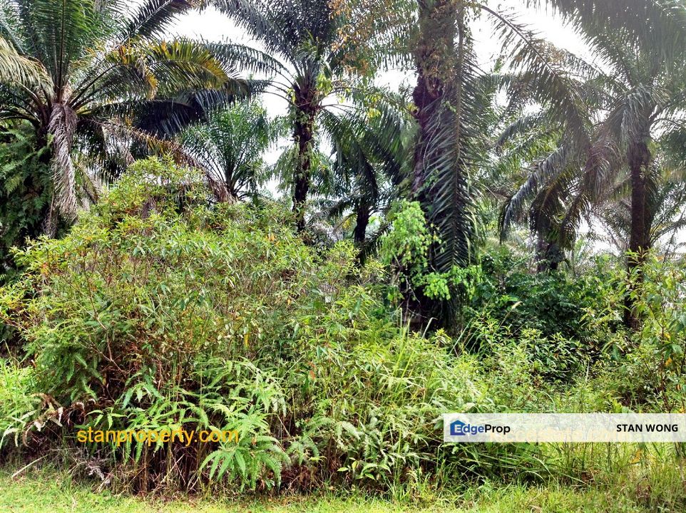 TiTi Town Development Land Selling Cheap 42.56 Acres, Negeri Sembilan, Jelebu