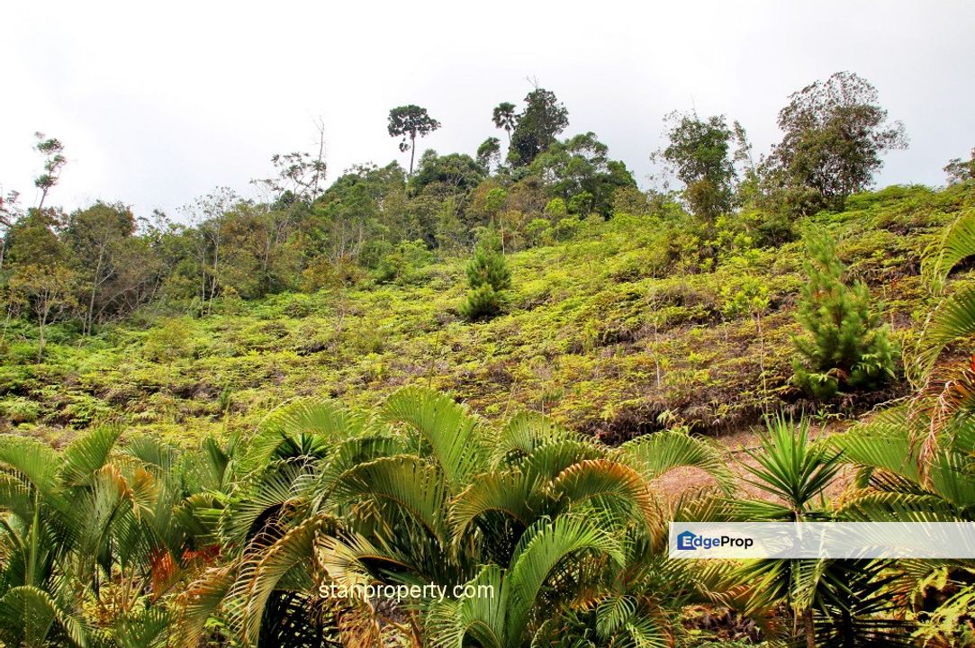 Berjaya Hills Land, Pahang, Raub