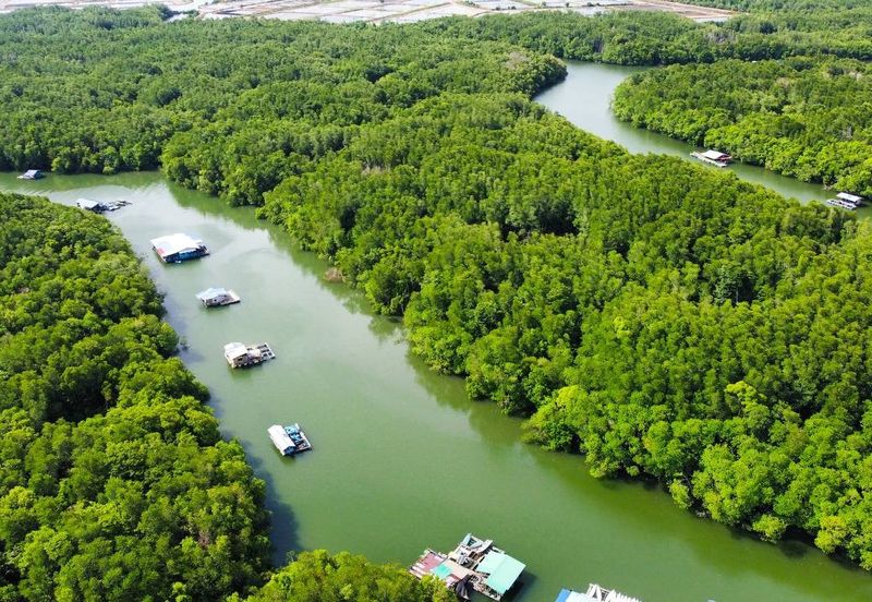 Sungai Cemaran, Tanjung Surat, Desaru