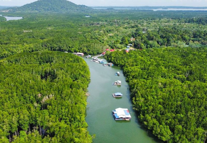 Sungai Cemaran, Tanjung Surat, Desaru