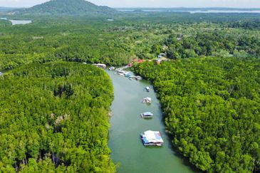 Sungai Cemaran, Tanjung Surat, Desaru