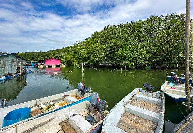 Sungai Cemaran, Tanjung Surat, Desaru
